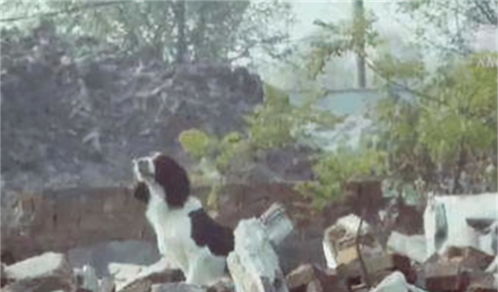 2008年,那个在汶川地震中救出13人的军犬 冰洁 ,后来怎么样了