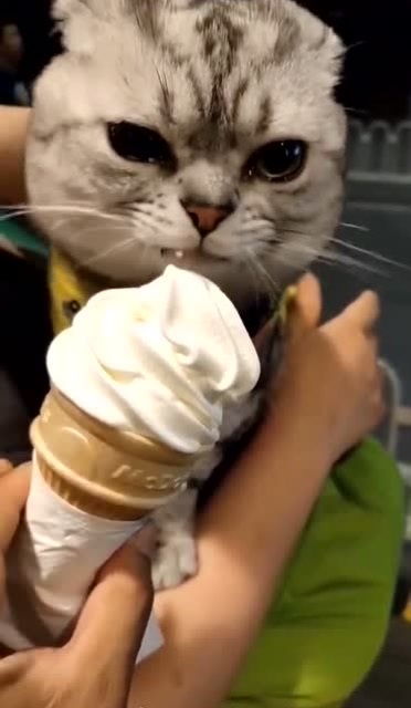 猫咪被骂后,喂它吃冰淇淋,居然流泪了 