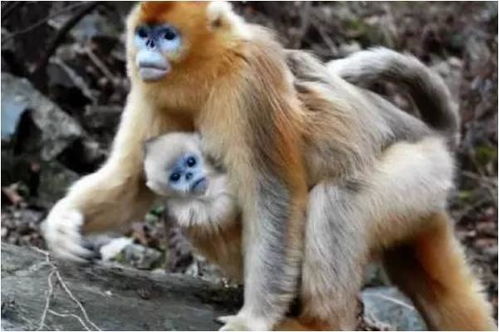 1980年申猴人40岁后运势如何 富贵全在中年 家里有属猴的速看