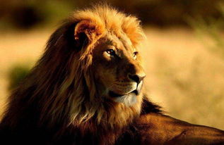 为什么 虎入非洲 后,狮子越来越少了,老虎越来越多