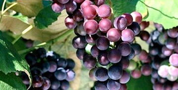 葡萄用什么肥料好,我种植了几株葡萄，不知道给葡萄用那种肥料最好?谢谢？