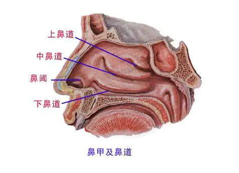 萎缩性鼻炎和干燥性鼻炎有什么区别 该如何治疗