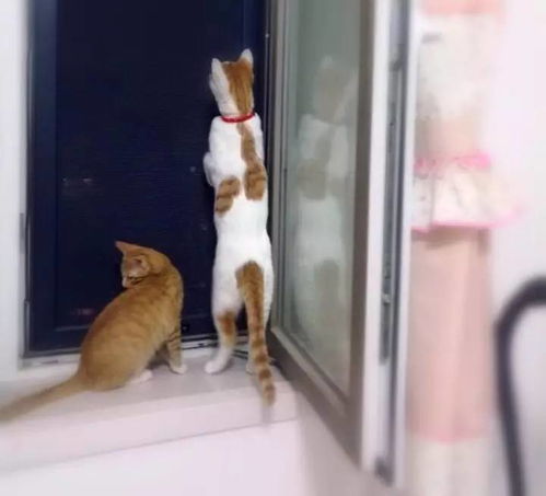 养猫,关于纱窗的安全 