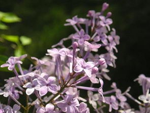 有没有紫色的花 要图片 花名 花语 