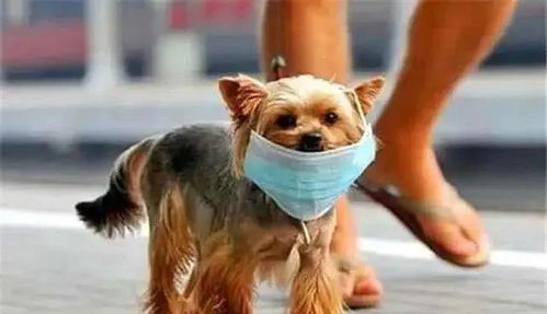 宠物狗身上检测出新冠病毒 专家呼吁 请大家保持冷静