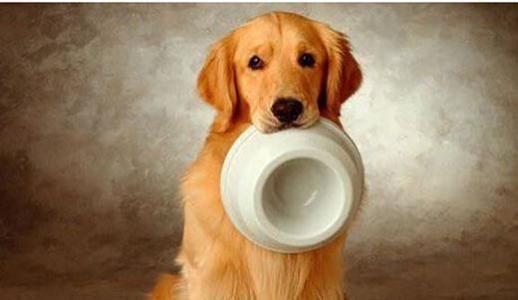 狗狗吃食物呛到气管怎么办 