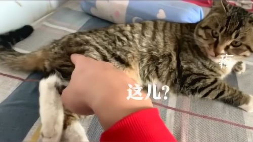 蒙古小哥捡到一只受伤流浪猫,用排除法检验伤势,笑喷了 
