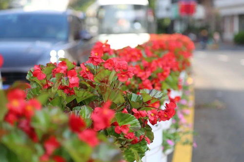 什么像花朵造句（花坛里的花五颜六色的花好像什么仿写？）