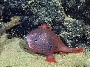 罕见深海琵琶鱼 海底行走的 红气球 