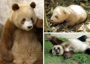 罕见棕色大熊猫基因突变 盘点全球奇珍异兽 1 科学探索 光明网
