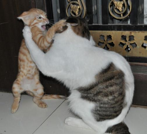 两只猫在客厅打架,由于装凶用力过猛,不小心憋出一坨便便