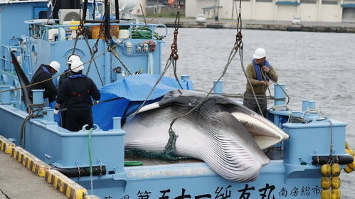 日本再开始年度大捕杀 幼鲸妈妈安慰待宰孩子,场景令人心碎