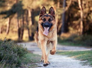 狗狗打完狂犬疫苗多久能洗澡