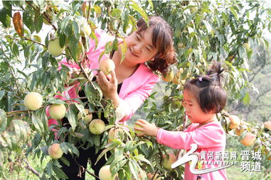 中秋节到寿桃种植观光农业园区摘寿桃 
