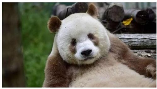 棕色大熊猫见过嘛 大熊猫的世界终于不是黑白的了 鼓掌