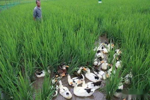 高塘稻田鸭养殖案例:稻鸭共存生态高效,带丝老鸭汤的做法