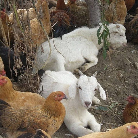 家禽养殖批发价格 家禽养殖生产厂家 