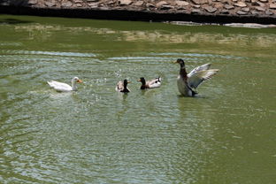 池塘里的野鸭图片 第6张