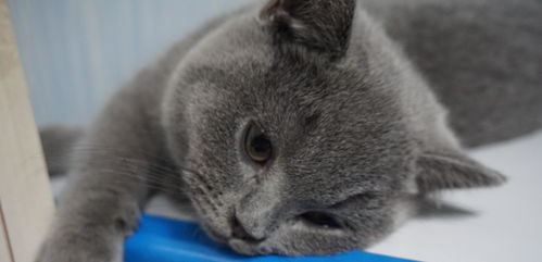 宠物篇 这只小蓝猫竟然睡出了芭蕾舞姿势
