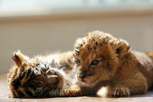 小老虎和小狮子成了最好的朋友 
