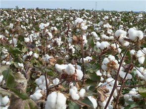 新疆棉花产地在哪里