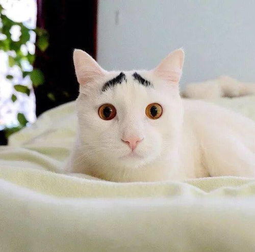 网友拍到两天生八字眉的猫,一副看起来很不开心的样子 囧
