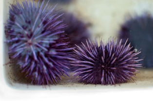 紫海胆(紫海胆和马海胆哪个好)