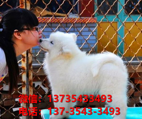 纯种萨摩耶犬出售 郑州犬舍领养宠物狗狗市场在哪里买狗卖狗