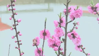 关于桃红柳绿春天的诗句