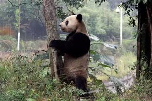 大熊猫 我被降级了,你们还那么喜欢我吗 