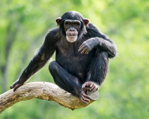 黑猩猩朝树扔石头是在演奏 摇滚乐 吗