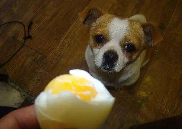 原来狗狗吃鸡蛋的好处那么多,难怪人们都在喂