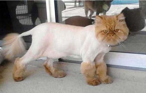 夏天给猫咪 剃光毛 的危害,看完你还会给猫剃毛吗