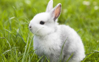 属兔的今年多大了2023年(2023年属兔的周岁多大了)