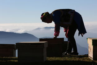 走进世界遗产地硗碛高山养蜂人 