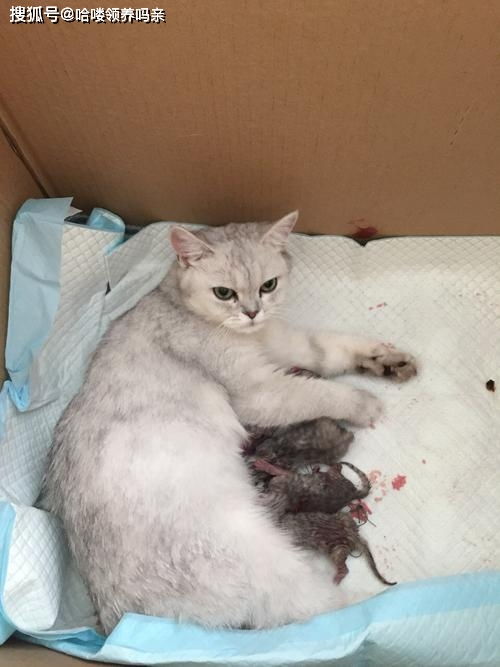 猫咪生完宝宝,铲屎官要帮着看孩子又不能打扰猫妈妈,那该怎么做