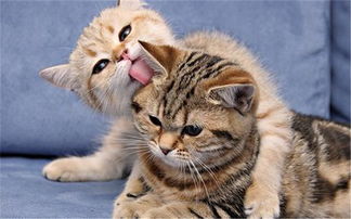 养猫趣事 两只猫互相嚎叫意味着什么
