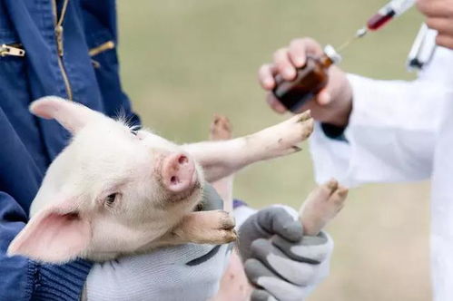 养猪人注意了 疫苗接种前后的注意事项