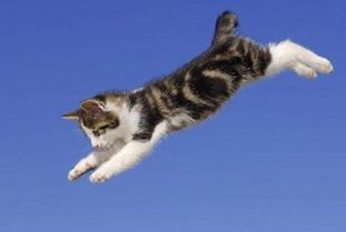 猫从高处掉下来为什么摔不死 