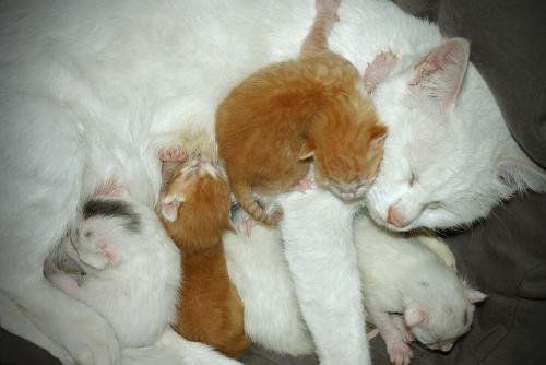 出生10天的幼猫怎么饲养 