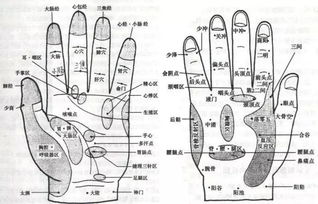 手的各个部位名称图解 图片欣赏中心 急不急图文 Jpjww Com