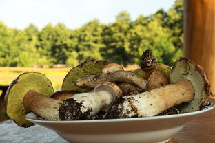 松菇的营养功效与作用,松蘑怎么吃有营养呢