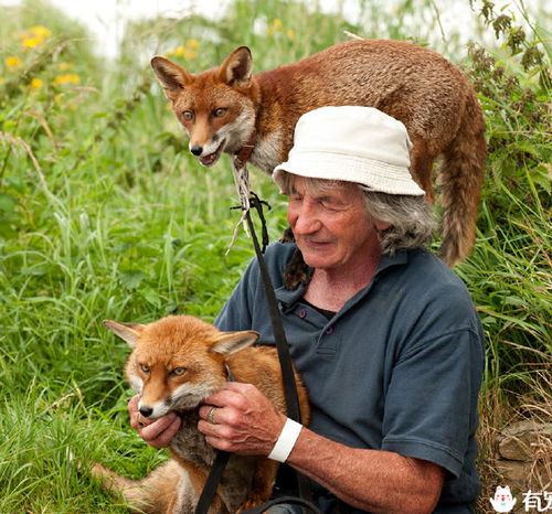 老爷爷救了两只狐狸,没想到狐狸还 赖上 他了
