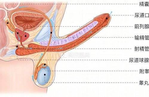 男人死后也能射精 这个沉默的真相令人难以置信