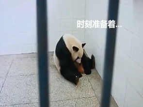 大熊猫怀胎五个月,好不容易生下小熊猫,结果妈妈却不认孩子 