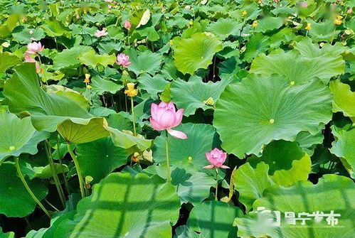 保山 勐统 夏雨清风起 听荷绿正浓