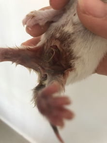 生的小猫脐带一直不愈合怎么办 好像一直出血 肿着,可能剪脐带剪晚 