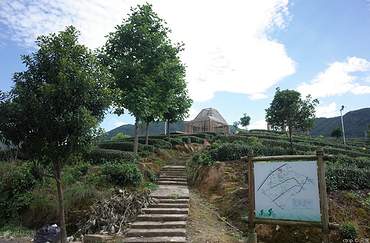 松阳大木山骑行茶园景区住宿攻略 松阳大木山骑行茶园景区旅游攻略 松阳大木山骑行茶园景区附近酒店 