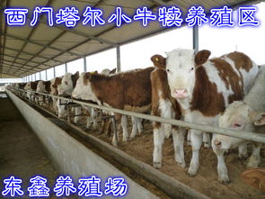 纯种肉牛 养殖 种植栏目 jdzj.com 