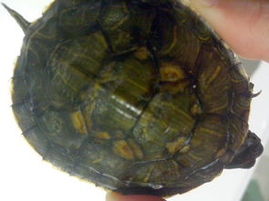 乌龟的壳上有发黄的地方 
